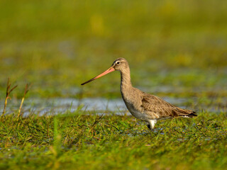 The black-tailed godwit (Limosa limosa) - long-legged, long-billed shorebird