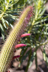 długi i cienki kaktus z czerwonymi kwiatami