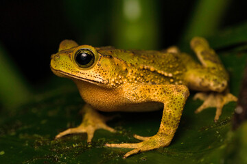 Green Climbing Toad (Incilius coniferus), Puntarenas, Costa Rica