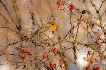 The European robin (Erithacus rubecula) - orange passerine bird 