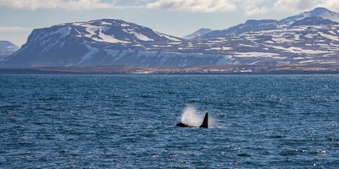 Beautiful impressive killer whale spouts and emerges from the water with a snow-covered mountain in...