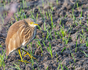 A pond heron resting on ground