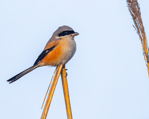 A Long tailed Shrike a portrait