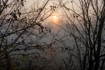 Branches silhouette, morning sun and fog