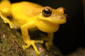 Frog-biting midge (Corethrella sp.) sucking blood from Snouted Treefrog (Scinax elaeochrous), Puntarenas, Costa Rica