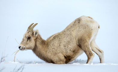 wild goat in the snow, big horn sheep 