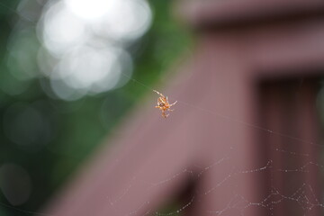 spider on a web