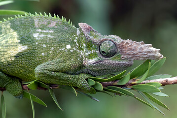 a portrait of a female  Fischer chameleon