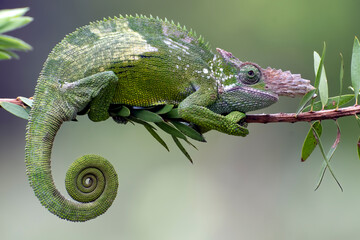 a portrait of a female  Fischer chameleon
