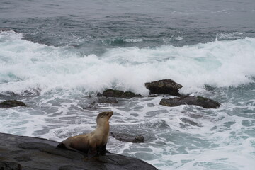 Fototapeta premium sea lion on rocks