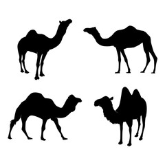 Set of Camel Silhouettes. Vector Illustration