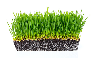 Green grass field isolated on white with clipping path. Artificial lawn grass carpet for sport background, green grass field isolated on a white background with clipping path. Sports field.