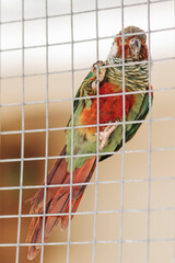 Papuga w klatce, Palmitos Park