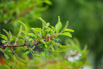 close up of a branch of a tree