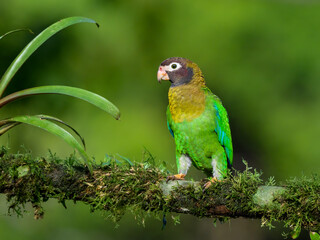 Brown-hooded Parrot portrait on mossy stick against dark green background