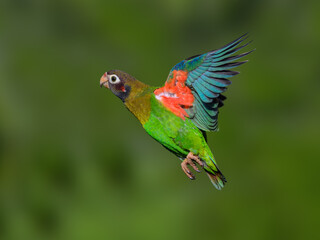 Brown-hooded Parrot in flight against dark green background