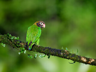 Brown-hooded Parrot portrait on mossy stick against dark green background
