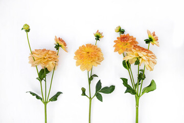 Yellow dahlia flower isolated on white background