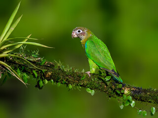 Brown-hooded Parrot portrait on mossy stick against dark green background