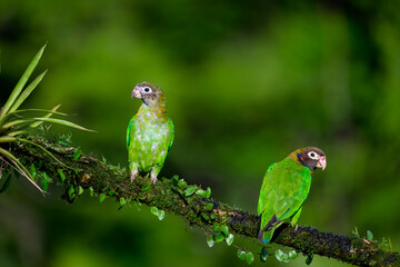Two Brown-hooded Parrots portrait on mossy stick against dark green background