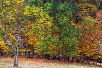 Naklejka premium Autumn colors