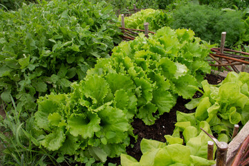 Fresh green Lettuce salad,Close Up of green lettuce leaves