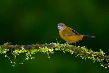 Female Scarlet-rumped Tanager portrait on mossy stick against dark green background