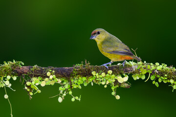 Female Spot-crowned Euphonia portrait on mossy stick against dark green background