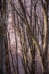 Fototapeta premium autumn mood