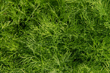 green grass background