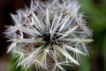 dandelion seed head