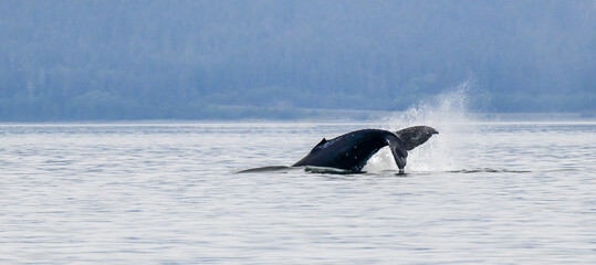 Adolescent Humpback Whale splashing in the ocean water