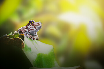 Amazon Milk Frog (Trachycephalus Resinifictrix)