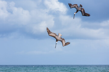 Brown Pelicans flying over water diving for fish.