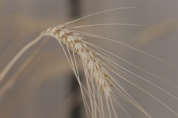 ear of wheat