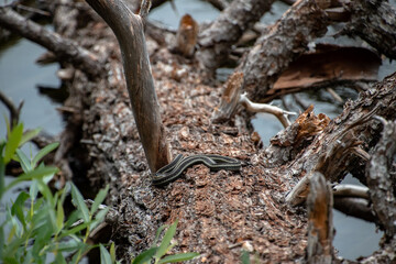 Pregnant Garter Snake at Forlorn Lakes in Washington