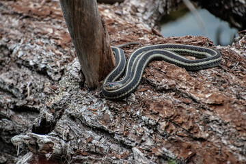 Pregnant Garter Snake at Forlorn Lakes in Washington