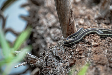 Pregnant Garter Snake at Forlorn Lakes in Washington