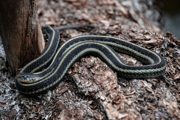 Pregnant Garter Snake at Forlorn Lakes in Washington