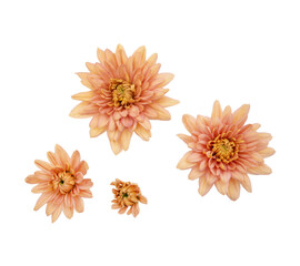 Beautiful peach chrysanthemum flower isolated on white background