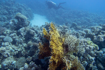 Single scuba diver with the equipment over colorful coral reef on the bottom of tropical sea at great depth, underwater landcape