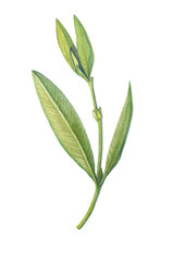 watercolor image of an olive branch with leaves
