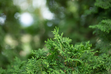 green moss background