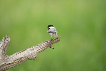 Obraz premium Carolina Chickadee perched on dead limb looking for water.