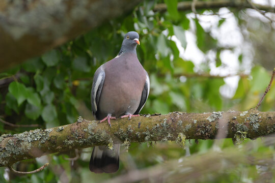 Pigeon ramier sur une branche