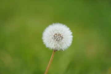 dandelion on green background