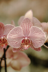 Orchidea z bliska w stonowanych kolorach