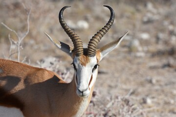 Springbock (Antidorcas marsupialis) im Etoscha Nationalpark in Namibia. 