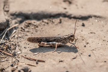 Migratory Cricket in Idaho