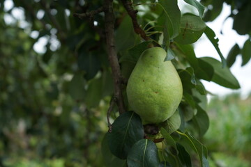 Pear tree with ripe organic pears in a summer garden, fruits growing on a branch